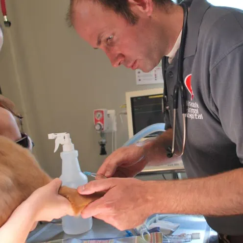 Veterinarian examining a dog's leg